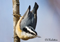 Sitta canadensis